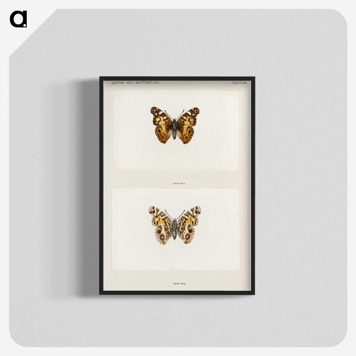 1-49_Moths-and-Butterflies-of-the-United-States_blk-crop