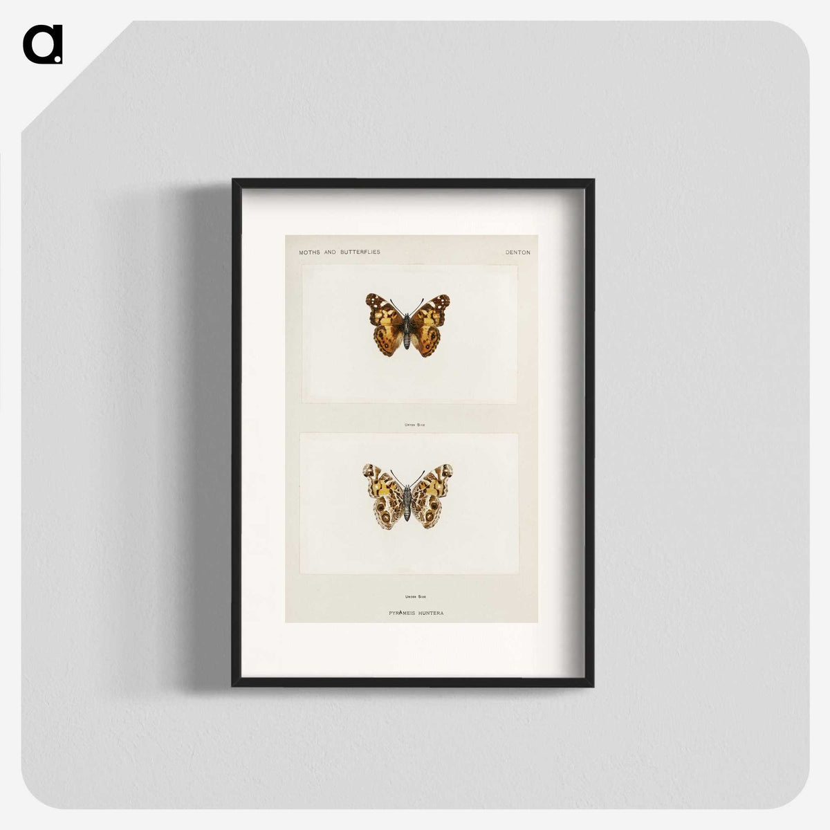 1-49_Moths-and-Butterflies-of-the-United-States_blk