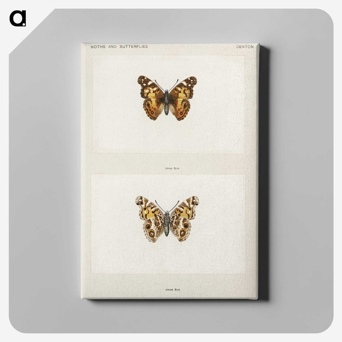 1-49_Moths-and-Butterflies-of-the-United-States_canvas