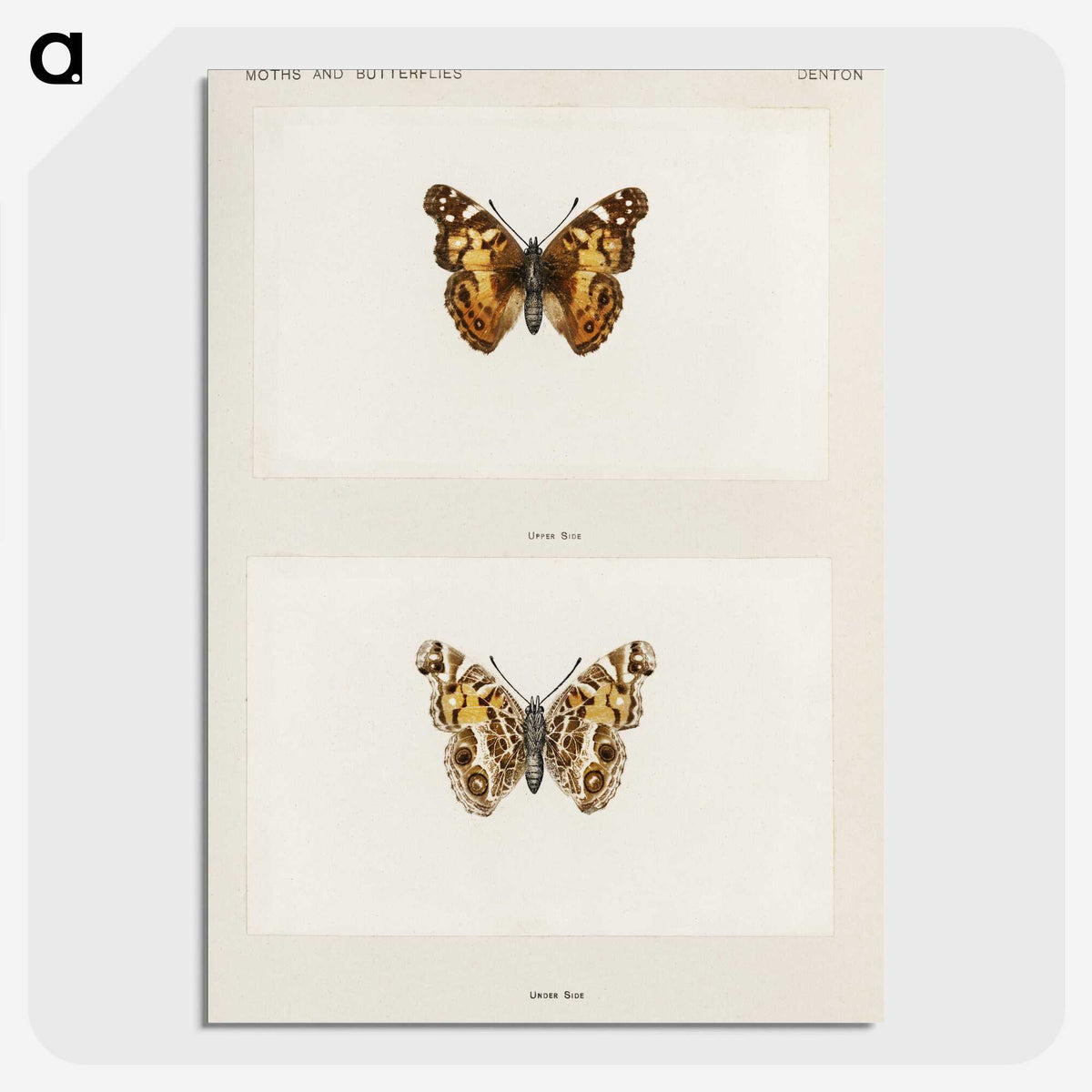 1-49_Moths-and-Butterflies-of-the-United-States_picture-crop
