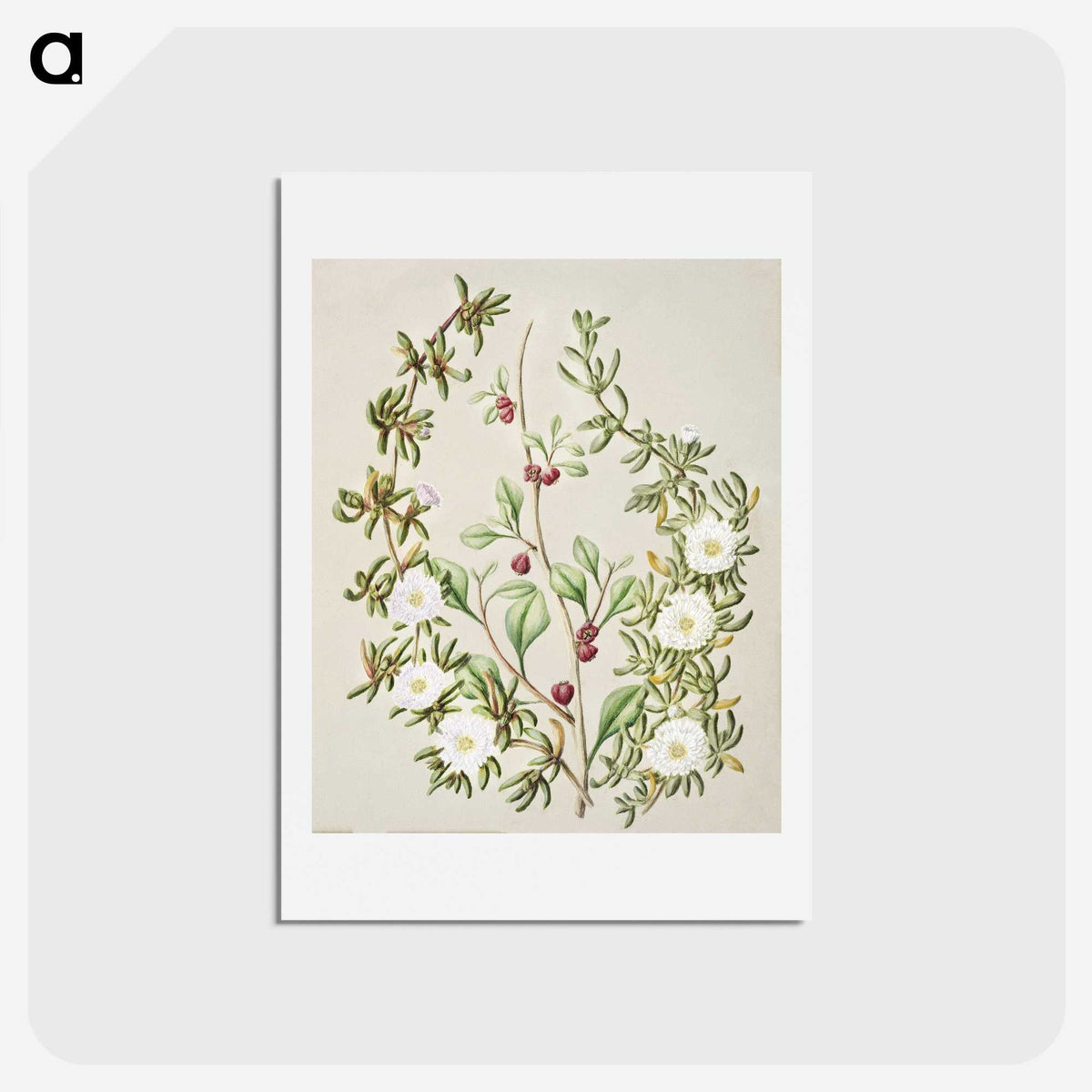 1-49_Native-Flowering-Plants-of-New-Zealand_hagaki