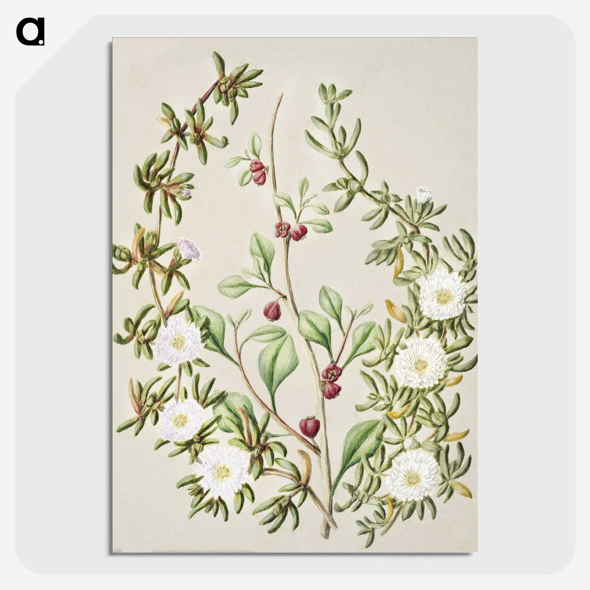 1-49_Native-Flowering-Plants-of-New-Zealand_picture-crop
