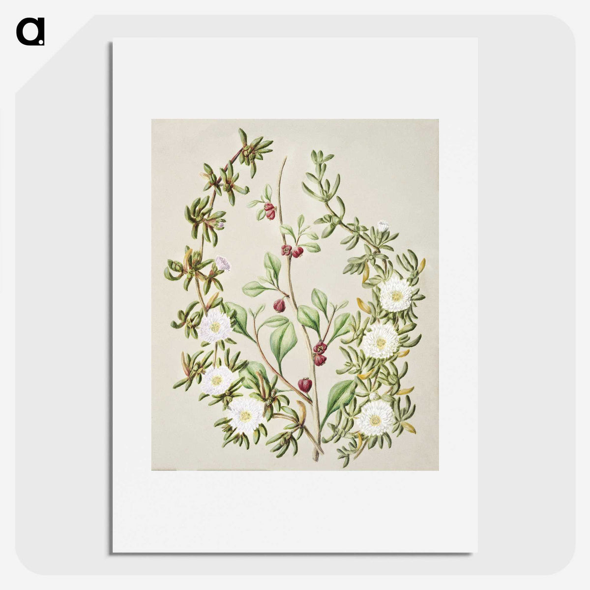 1-49_Native-Flowering-Plants-of-New-Zealand_picture