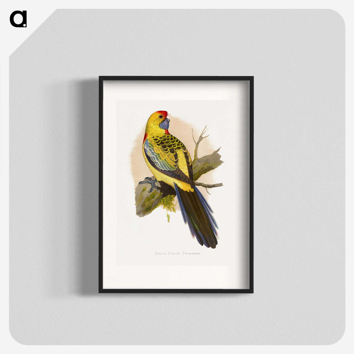 1-49_Parrots-in-Captivity_blk