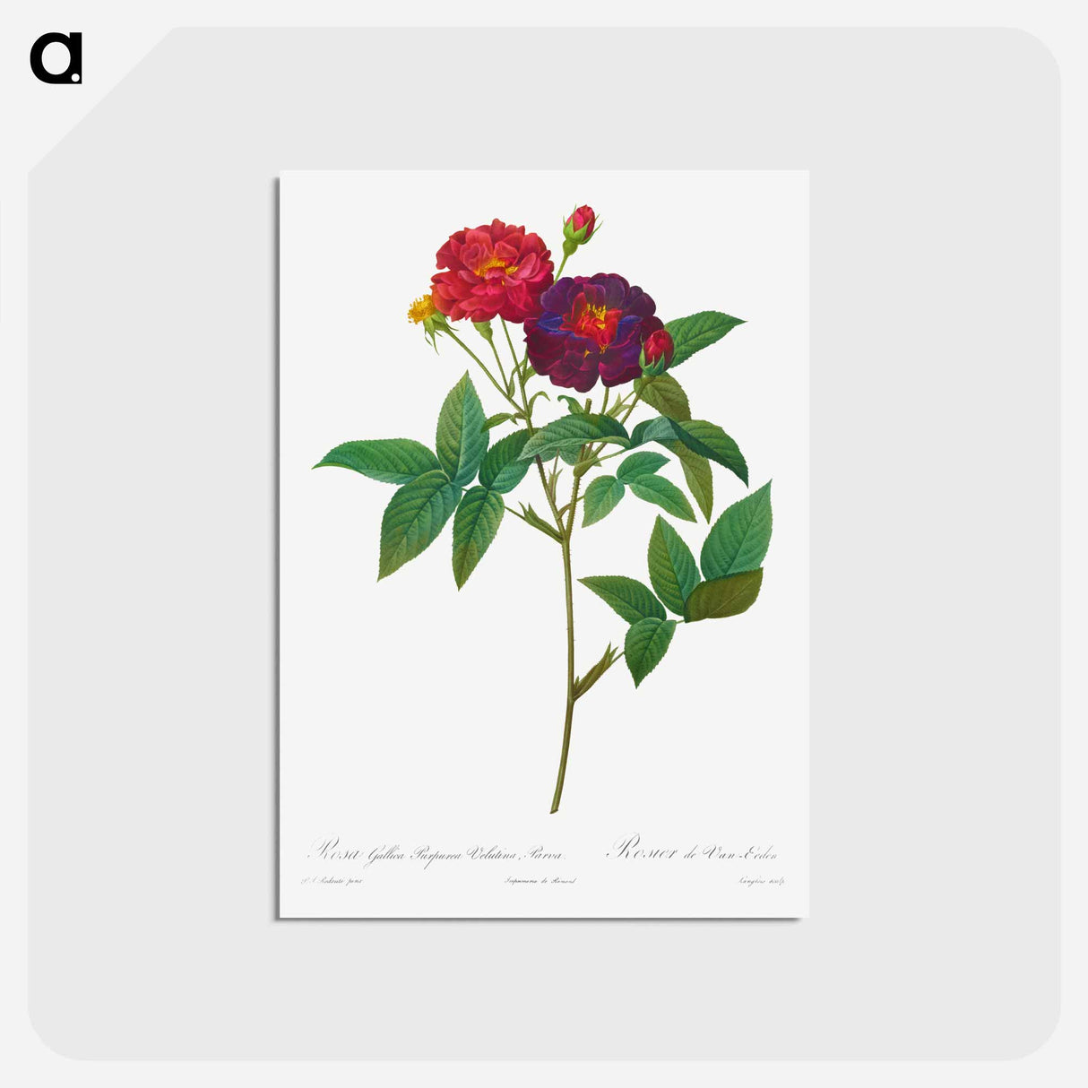 アートポストカード-Rosa Gallica Purpurea Velutina Parva - ピエール ジョゼフ ルドゥーテ Postcard.