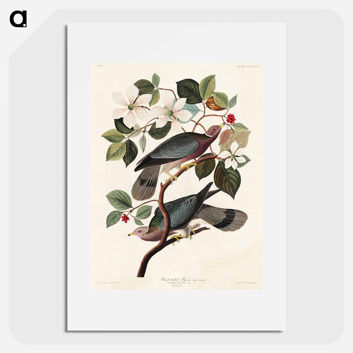 アートポスター-Band-tailed Pigeon from Birds of America
- アメリカの鳥たち Poster.
