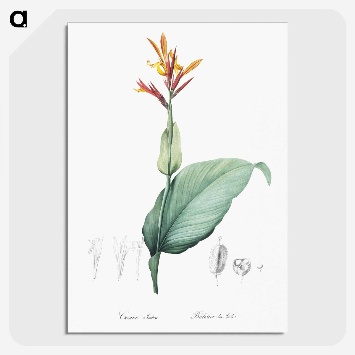 1-49_The-Lilies_picture-crop