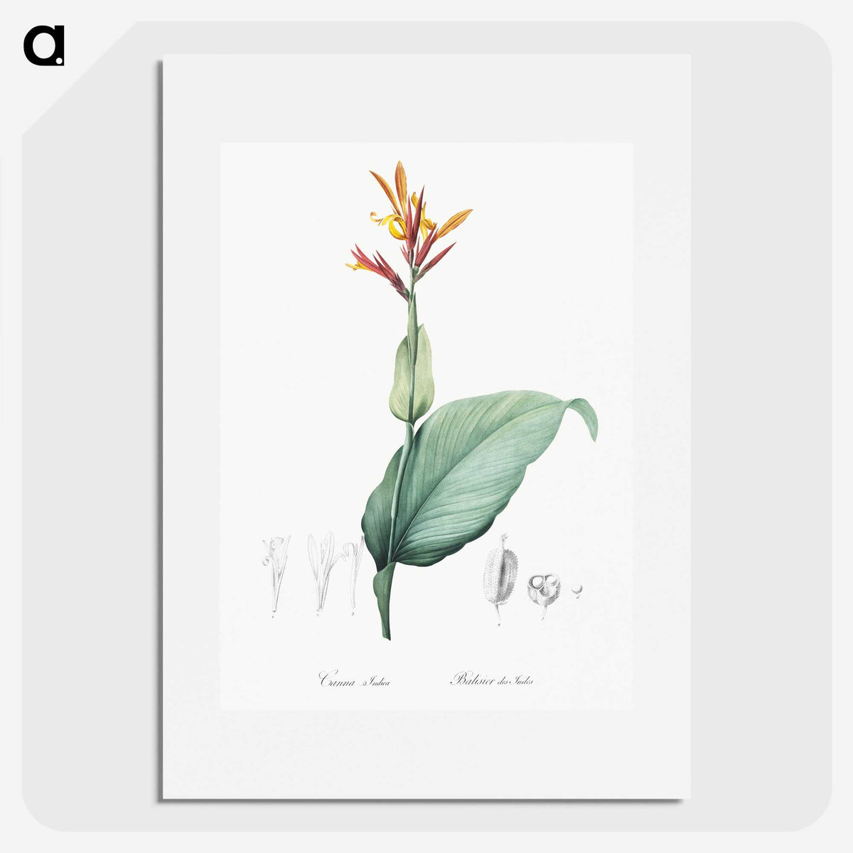 1-49_The-Lilies_picture