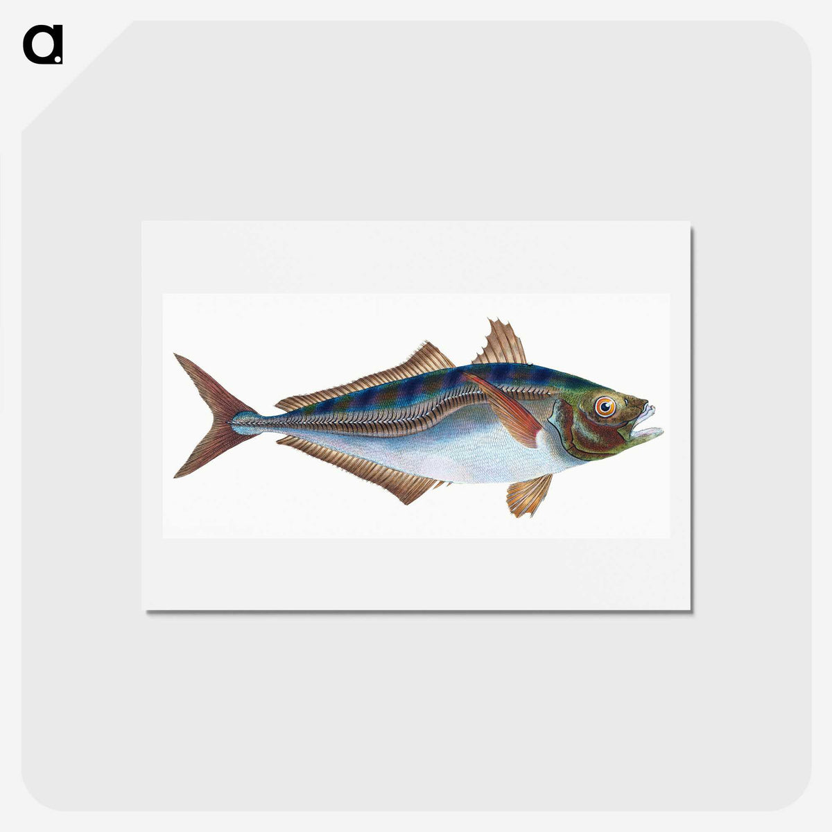 1-49_The-Natural-History-of-British-Fishes_hagaki