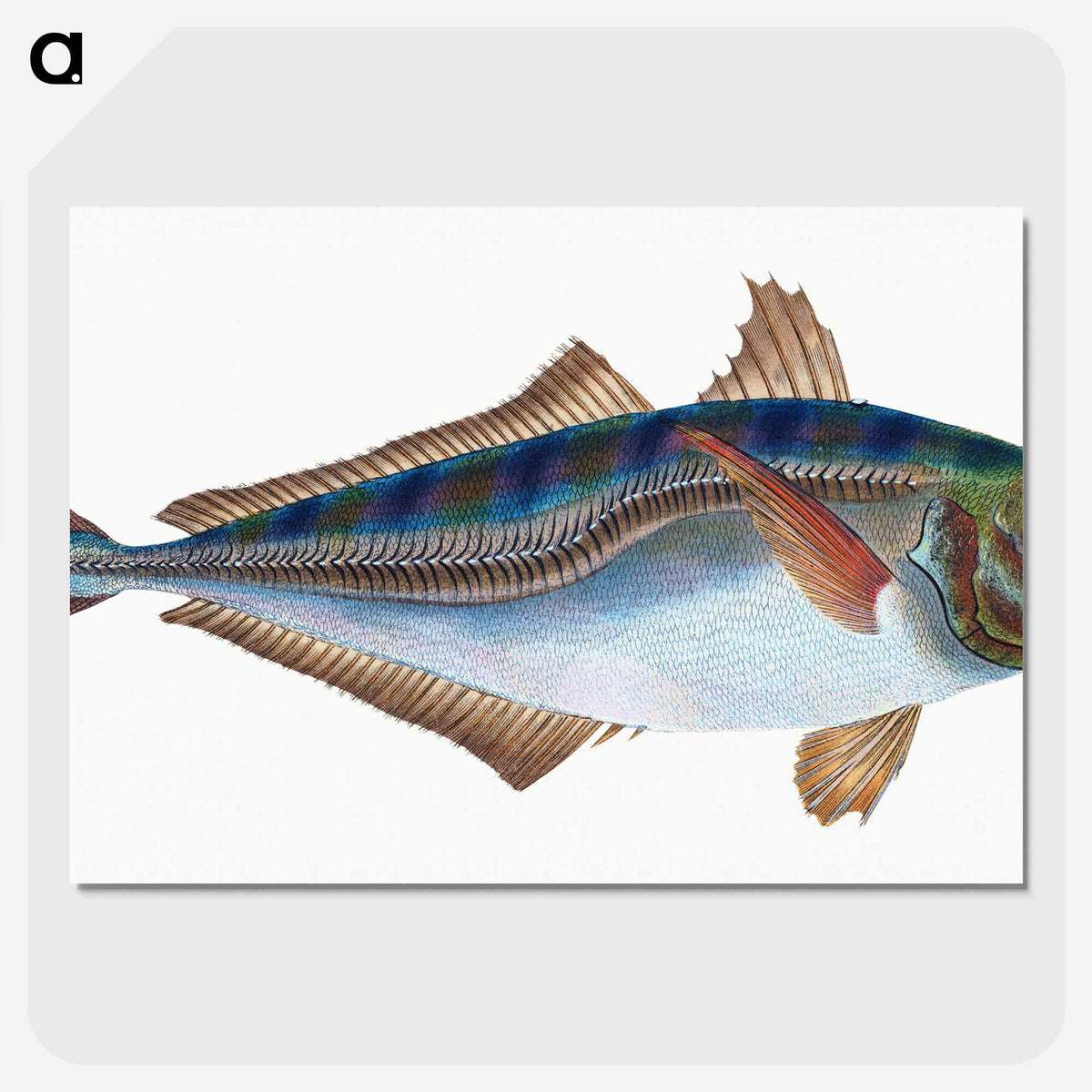 1-49_The-Natural-History-of-British-Fishes_picture-crop