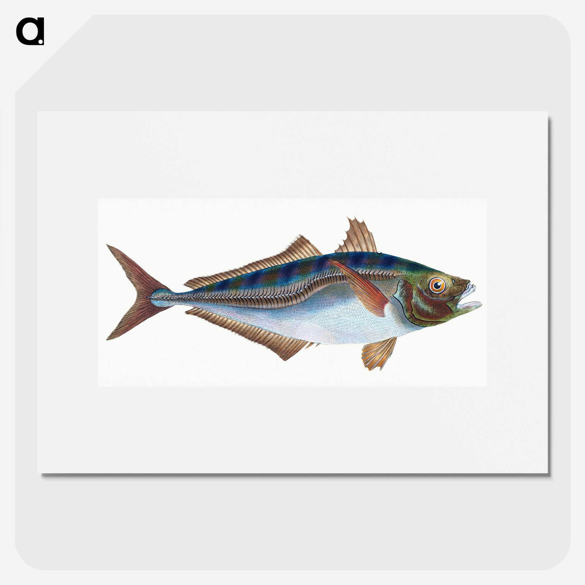 1-49_The-Natural-History-of-British-Fishes_picture