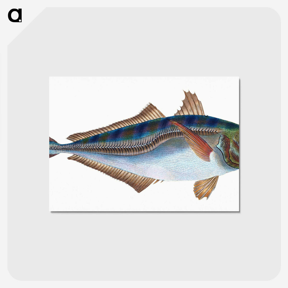 1-49_The-Natural-History-of-British-Fishes_postcard