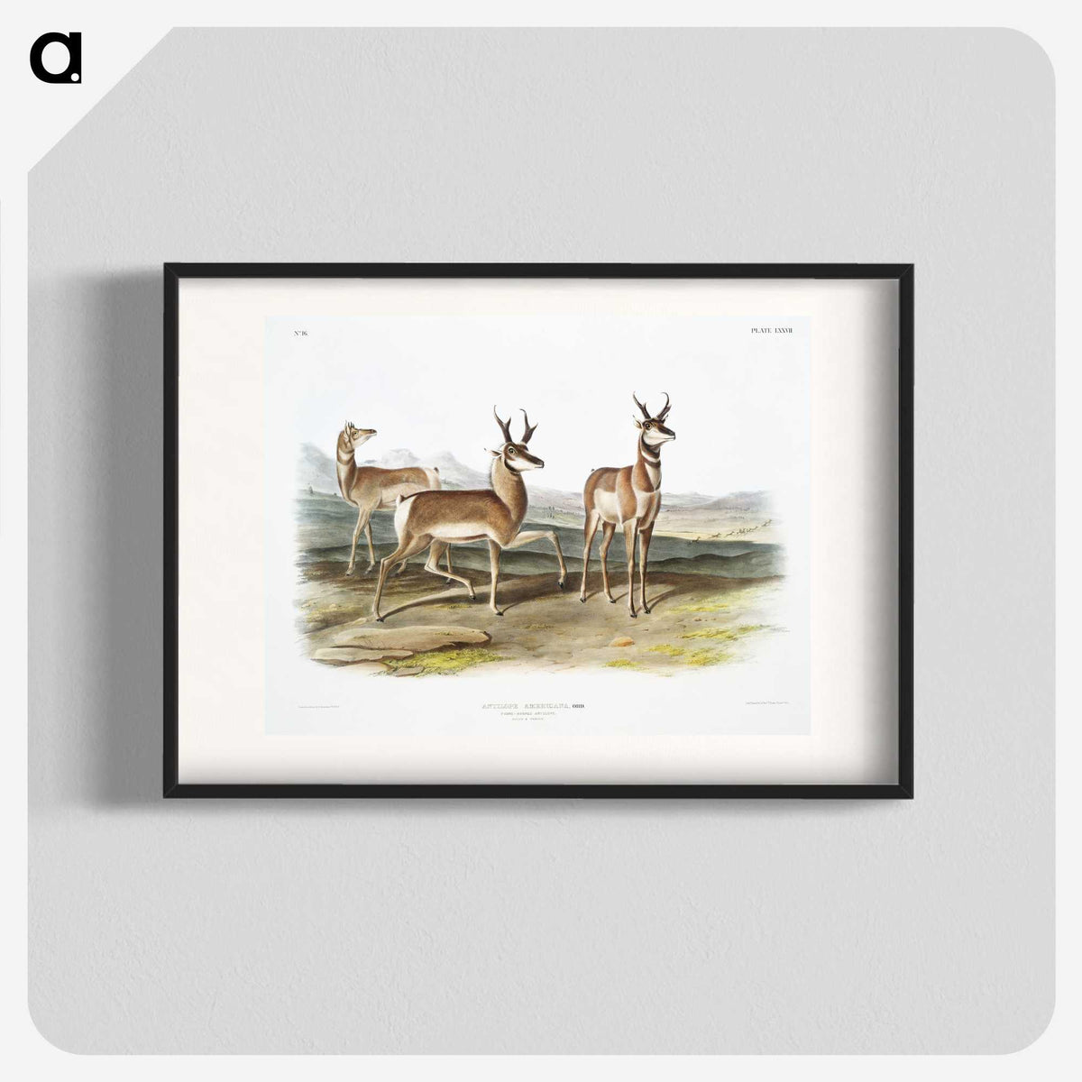 1-49_The-Viviparous-Quadrupeds_blk