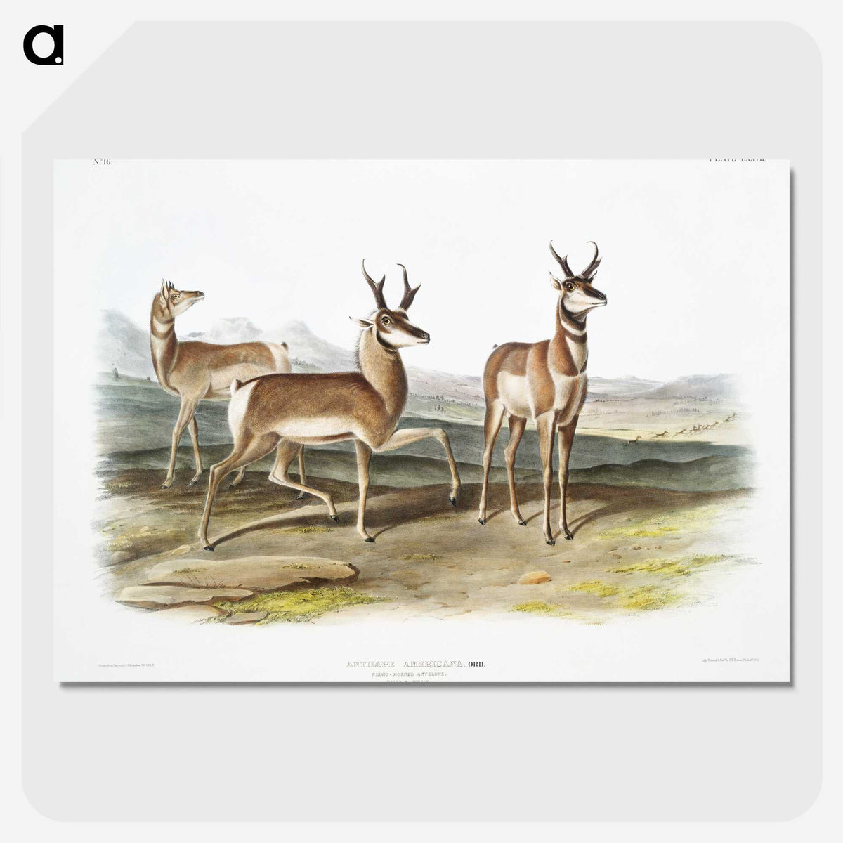 1-49_The-Viviparous-Quadrupeds_picture-crop