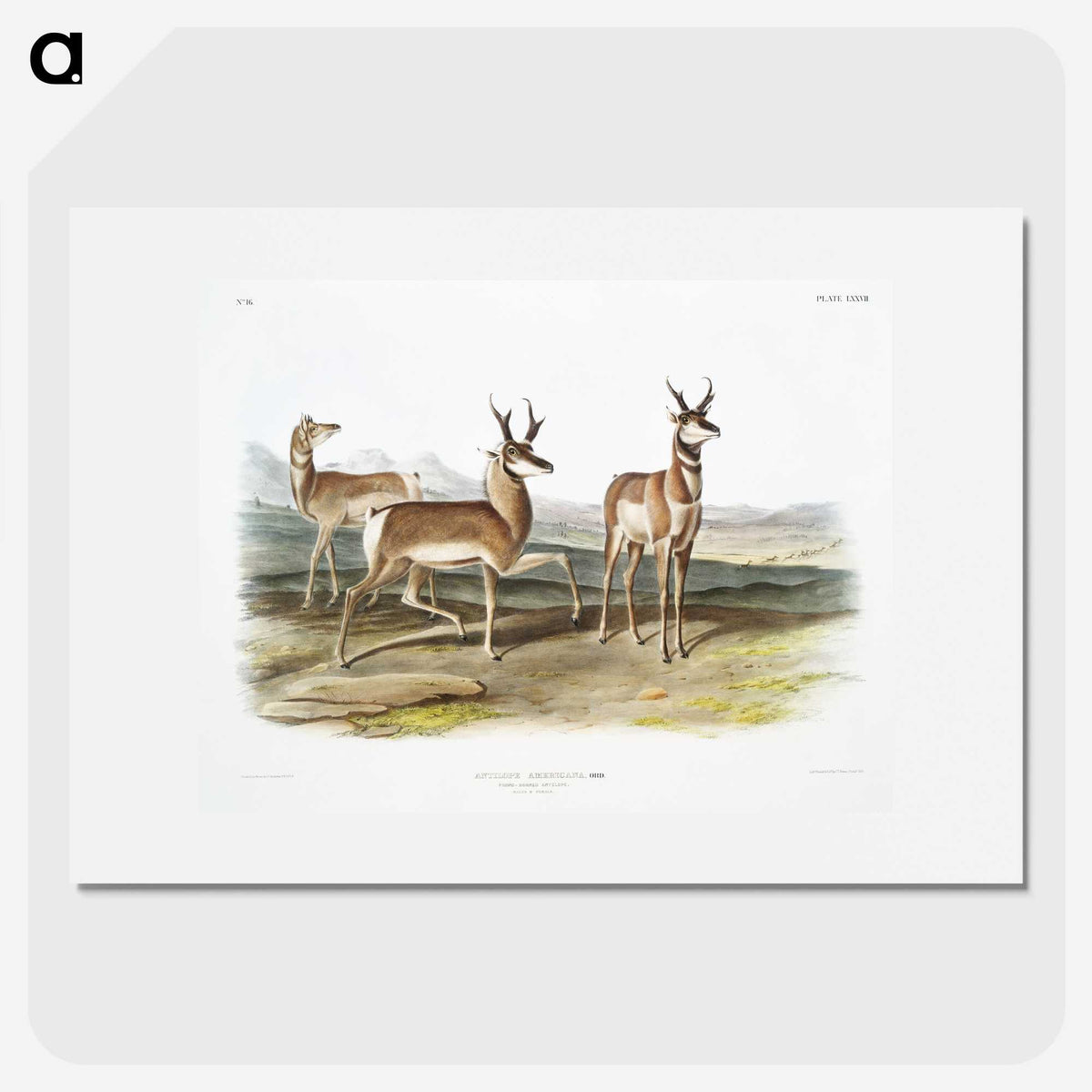 1-49_The-Viviparous-Quadrupeds_picture