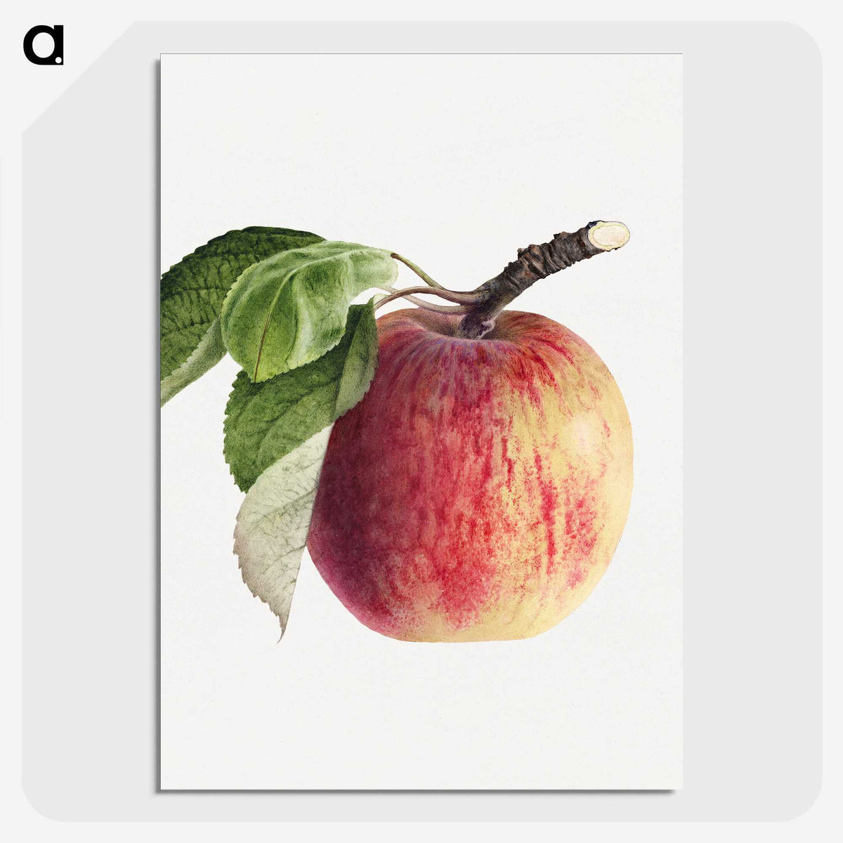 1-49_USDA-Watercolor-Fruit-Painting-Collection_picture-crop