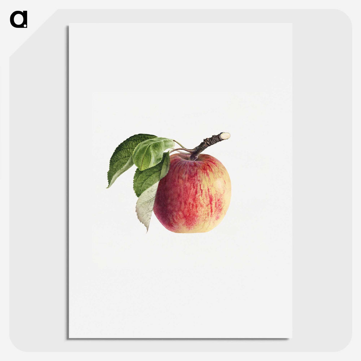 1-49_USDA-Watercolor-Fruit-Painting-Collection_picture