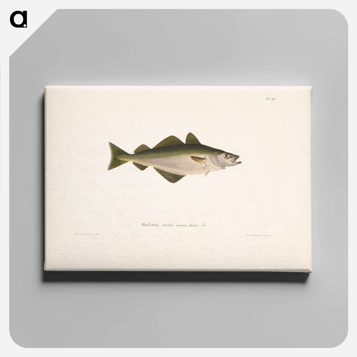 Coalfish - Wilhelm von Wright Canvas.