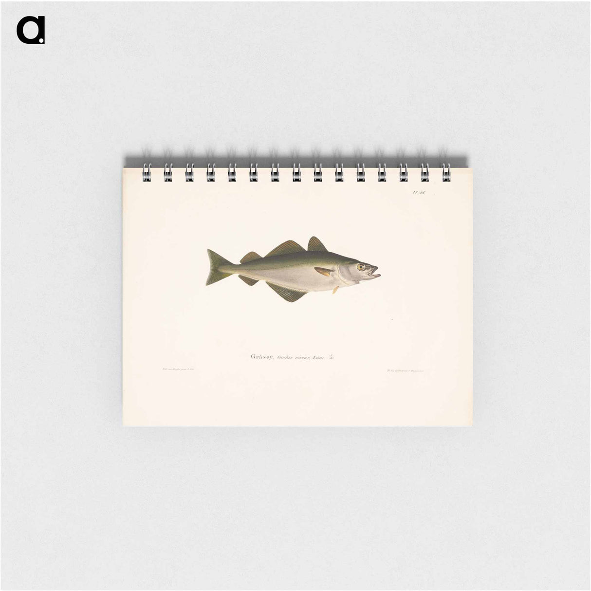 Coalfish - ヴィルヘルム フォン ライト Memo.