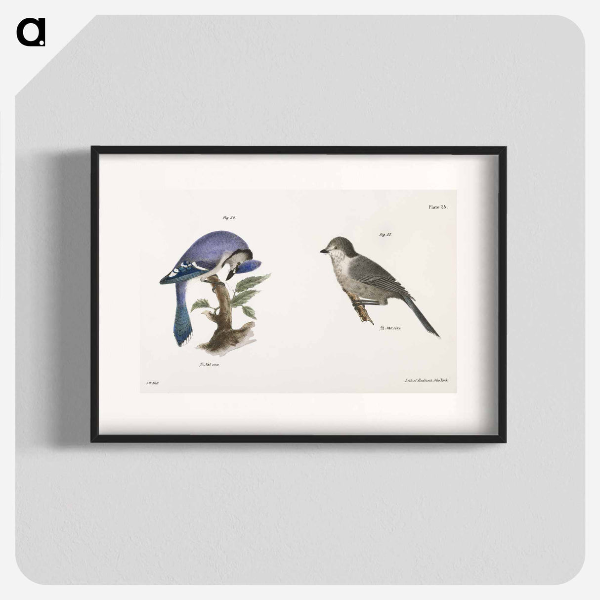 The Blue Jay (Garrulus cristatus) The Canada Jay (Garrulus canadensis) - ニューヨークの動物学 Poster.