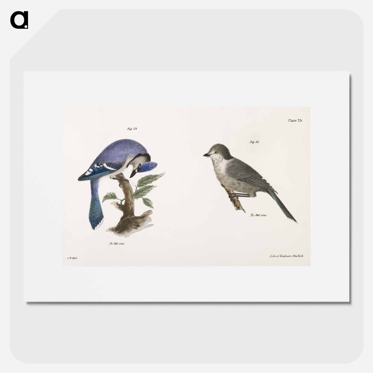 The Blue Jay (Garrulus cristatus) The Canada Jay (Garrulus canadensis) - ニューヨークの動物学 Poster.