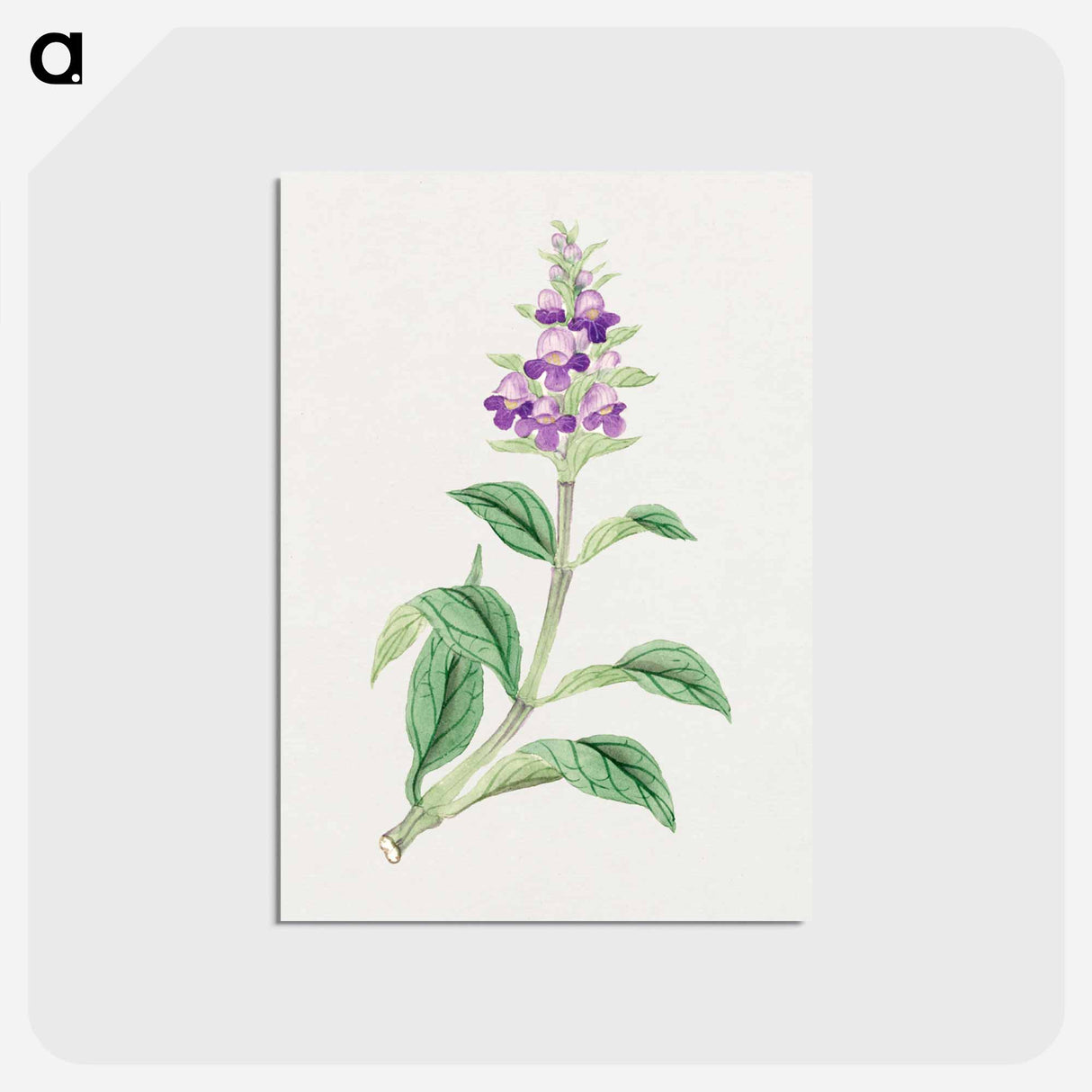 Utsugo Gusa - 19世紀の日本の花 Postcard.