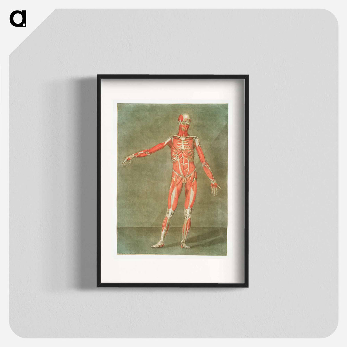 This fascinating collection of anatomical illustrations - アルノルド エロイ ゴーティエ ダゴティ Poster.