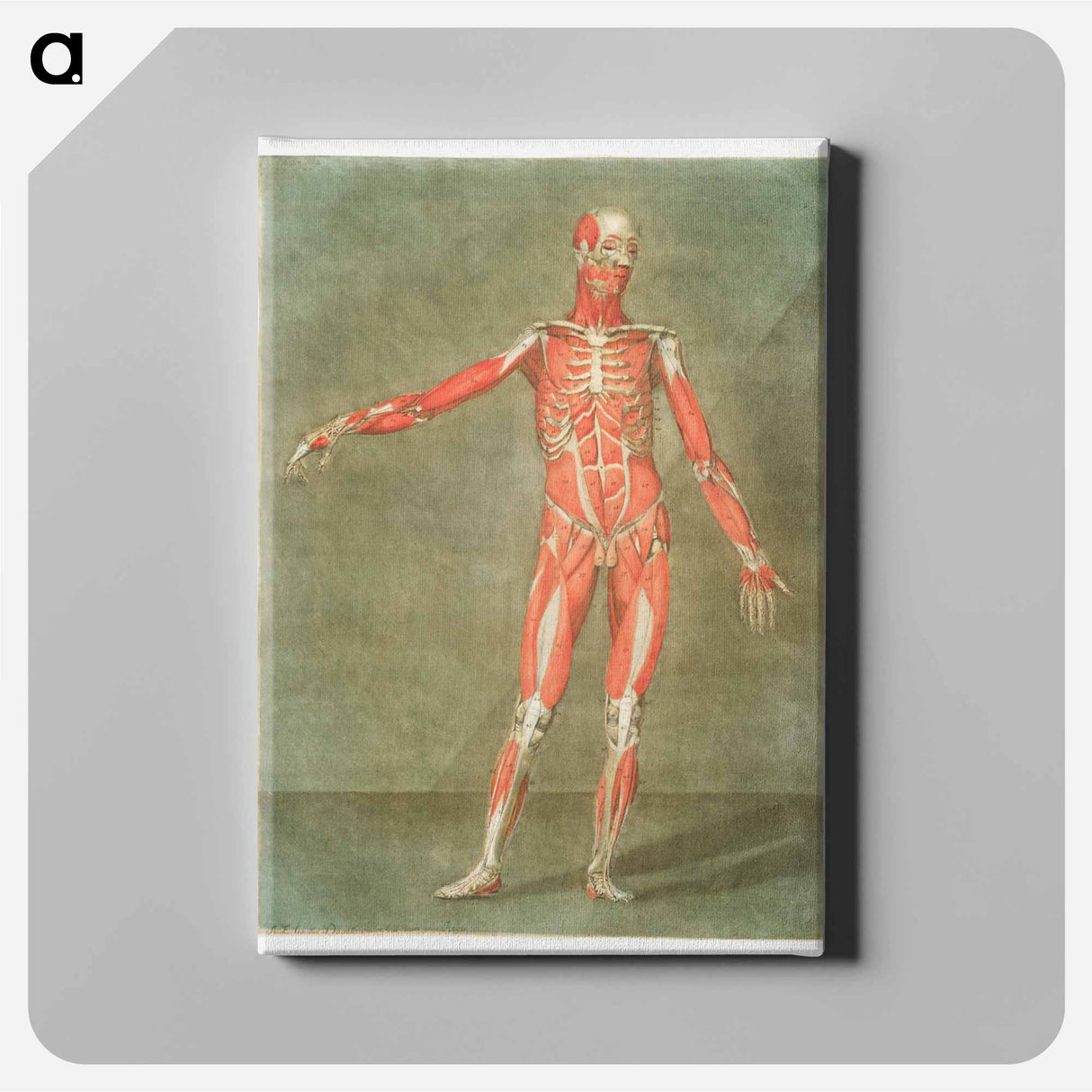 This fascinating collection of anatomical illustrations - アルノルド エロイ ゴーティエ ダゴティ Canvas.