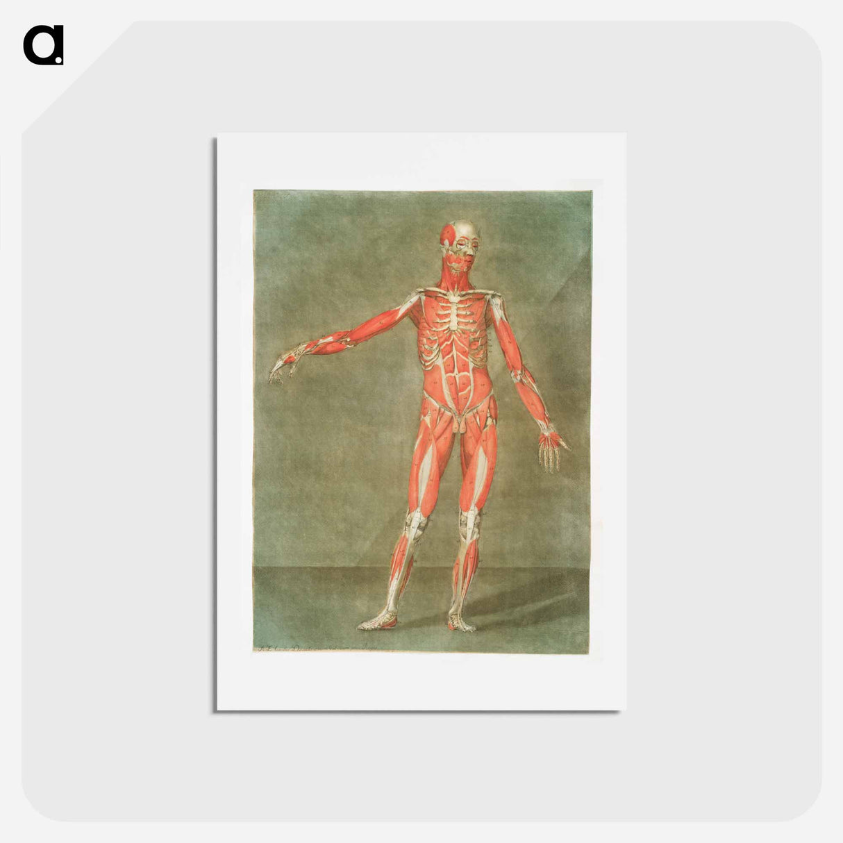 This fascinating collection of anatomical illustrations - アルノルド エロイ ゴーティエ ダゴティ Postcard.