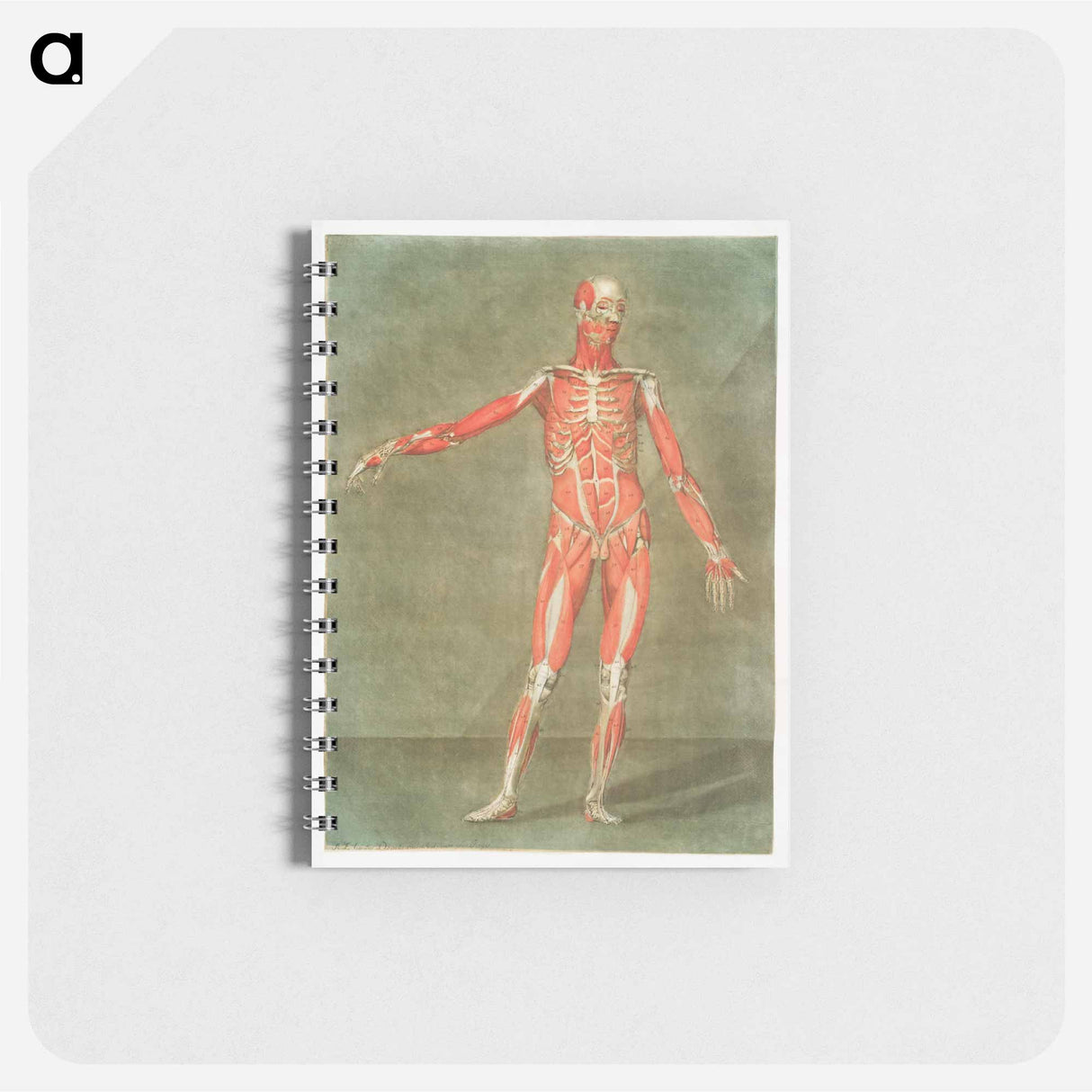 This fascinating collection of anatomical illustrations - アルノルド エロイ ゴーティエ ダゴティ Memo.