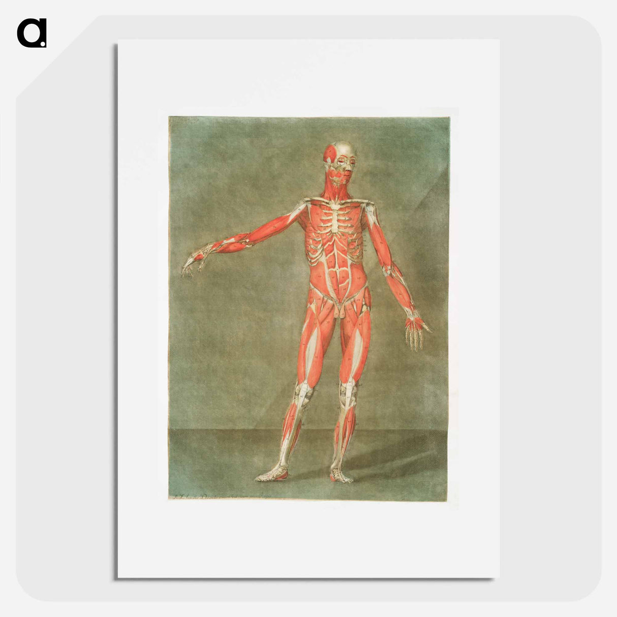 This fascinating collection of anatomical illustrations - アルノルド エロイ ゴーティエ ダゴティ Poster.