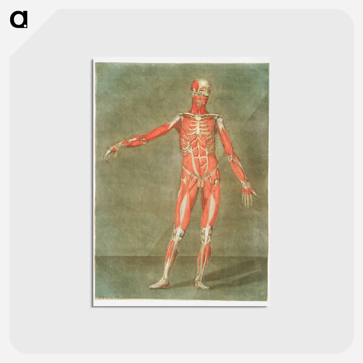 This fascinating collection of anatomical illustrations - アルノルド エロイ ゴーティエ ダゴティ Postcard.