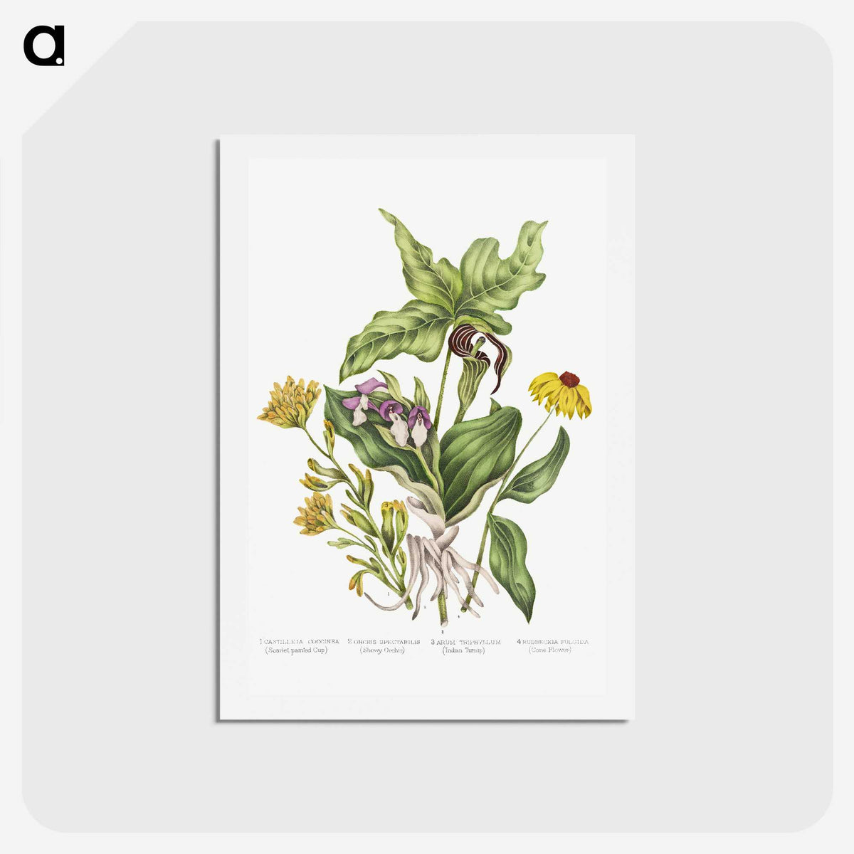 1-4_Canadian-Wild-Flowers_hagaki