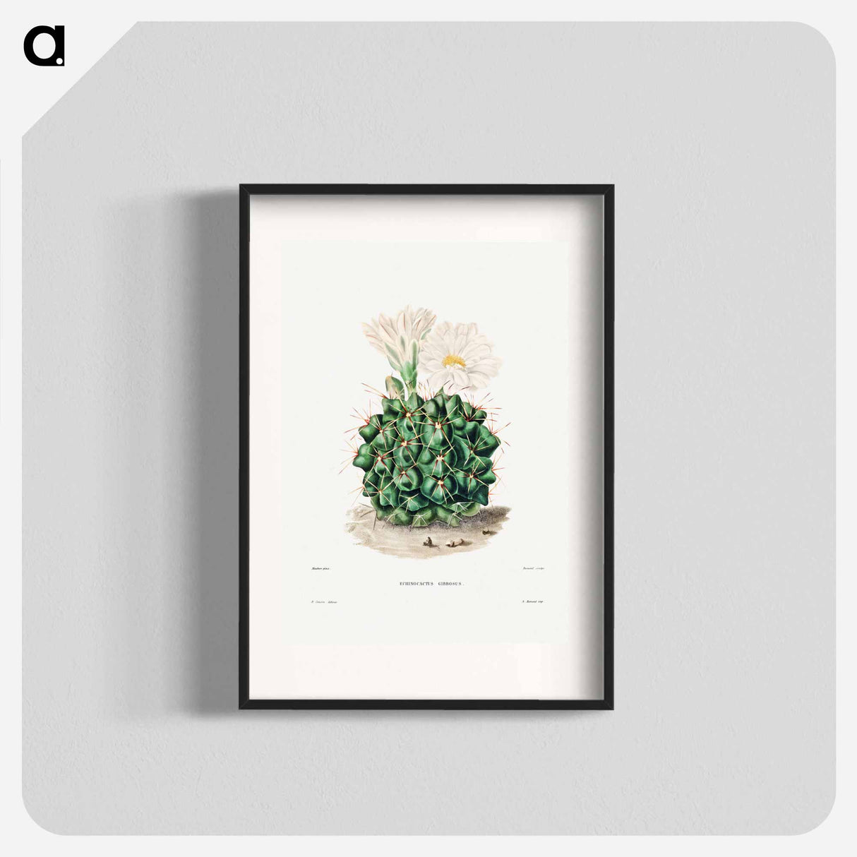 アートポスター-Black Chin Cactus
- シャルル アントワーヌ ルメール Poster.