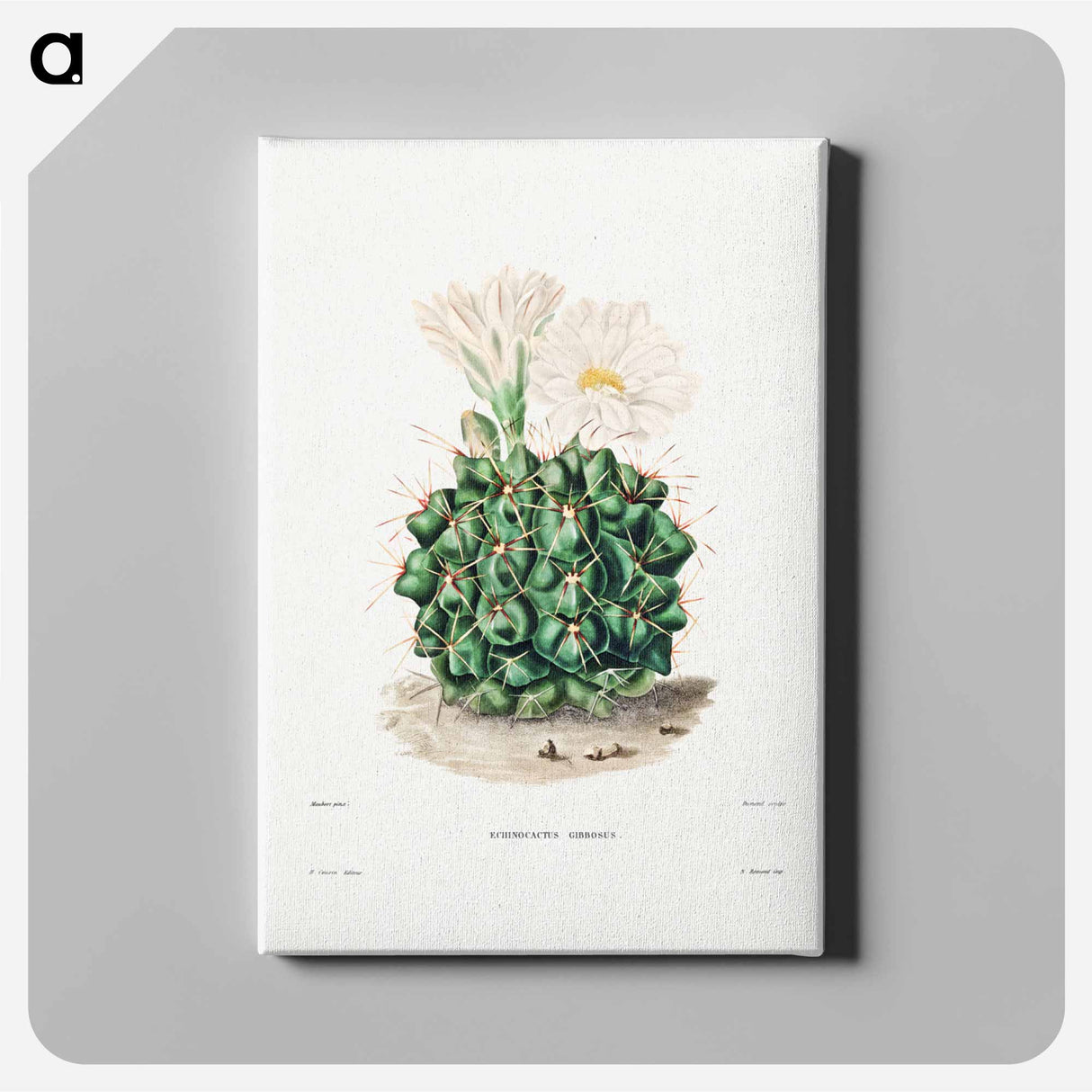 アートパネル-Black Chin Cactus
- シャルル アントワーヌ ルメール Canvas.