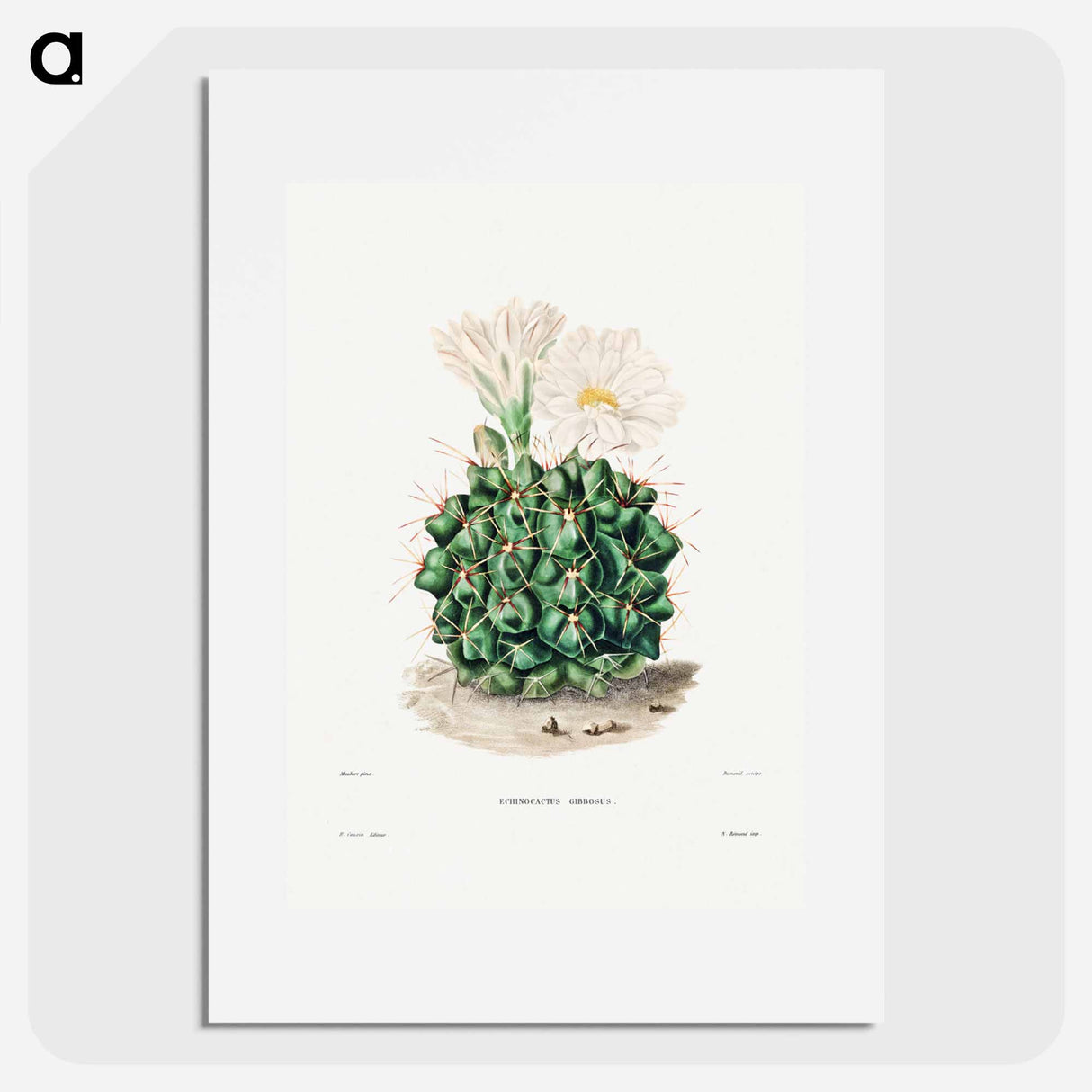アートポスター-Black Chin Cactus
- シャルル アントワーヌ ルメール Poster.