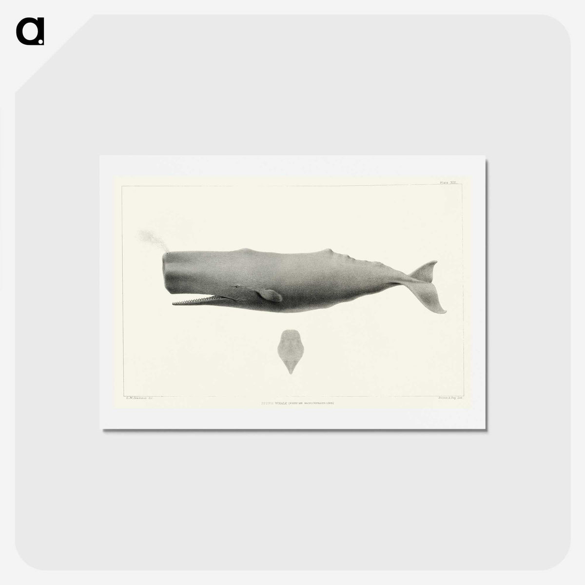 1-4_Charles-Melville-Scammon_hagaki