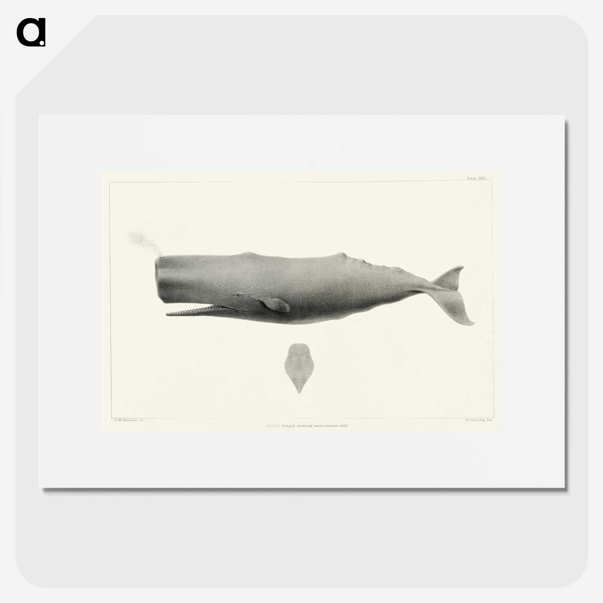 1-4_Charles-Melville-Scammon_picture