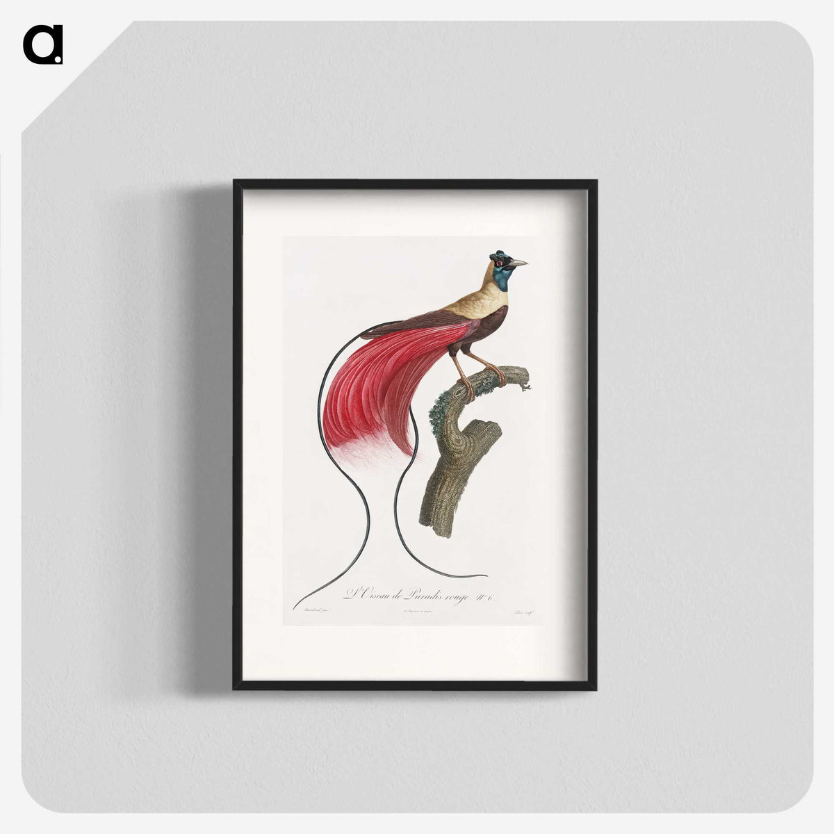1-4_Des-Oiseaux-de-Paradis_blk