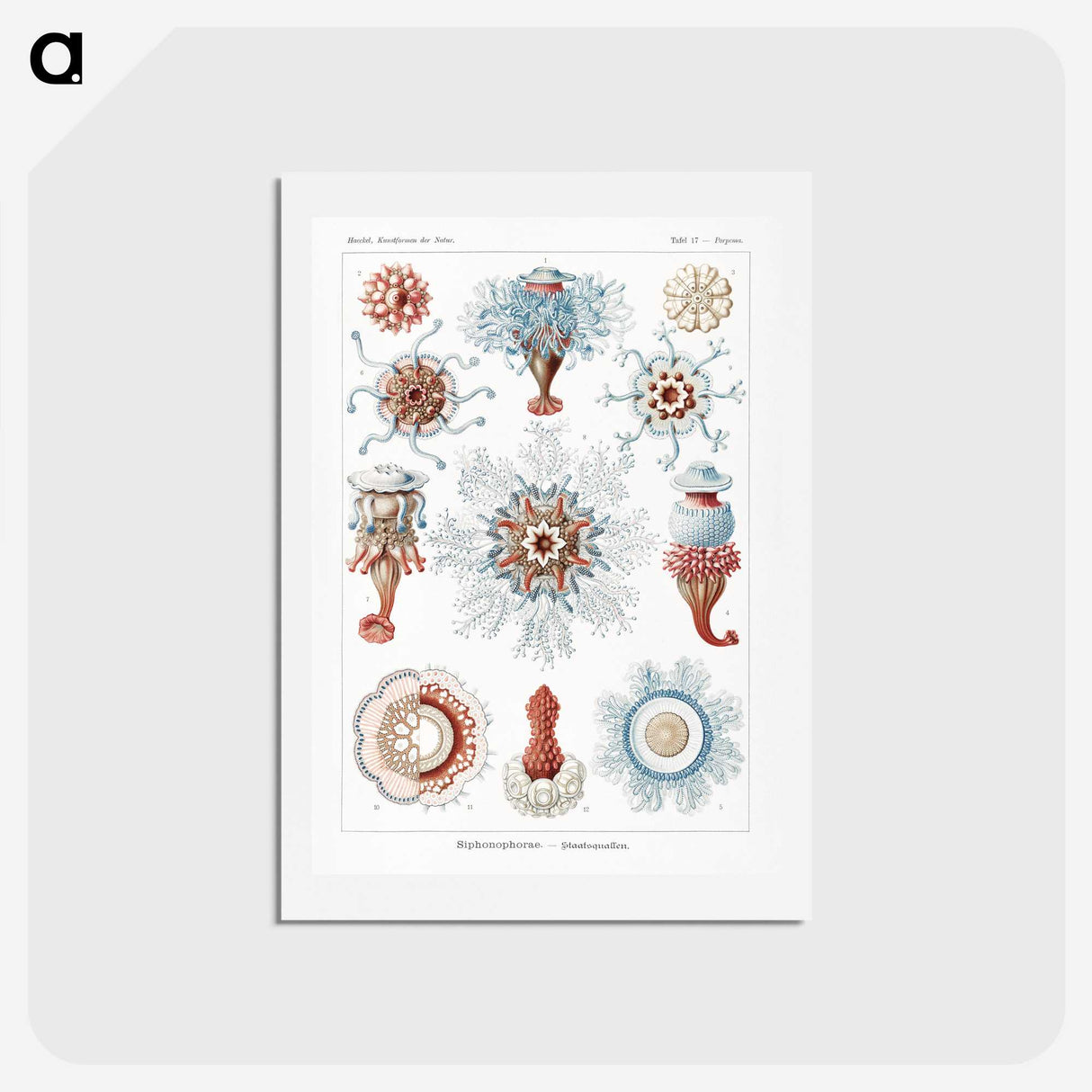 1-4_Ernst-Haeckel_hagaki