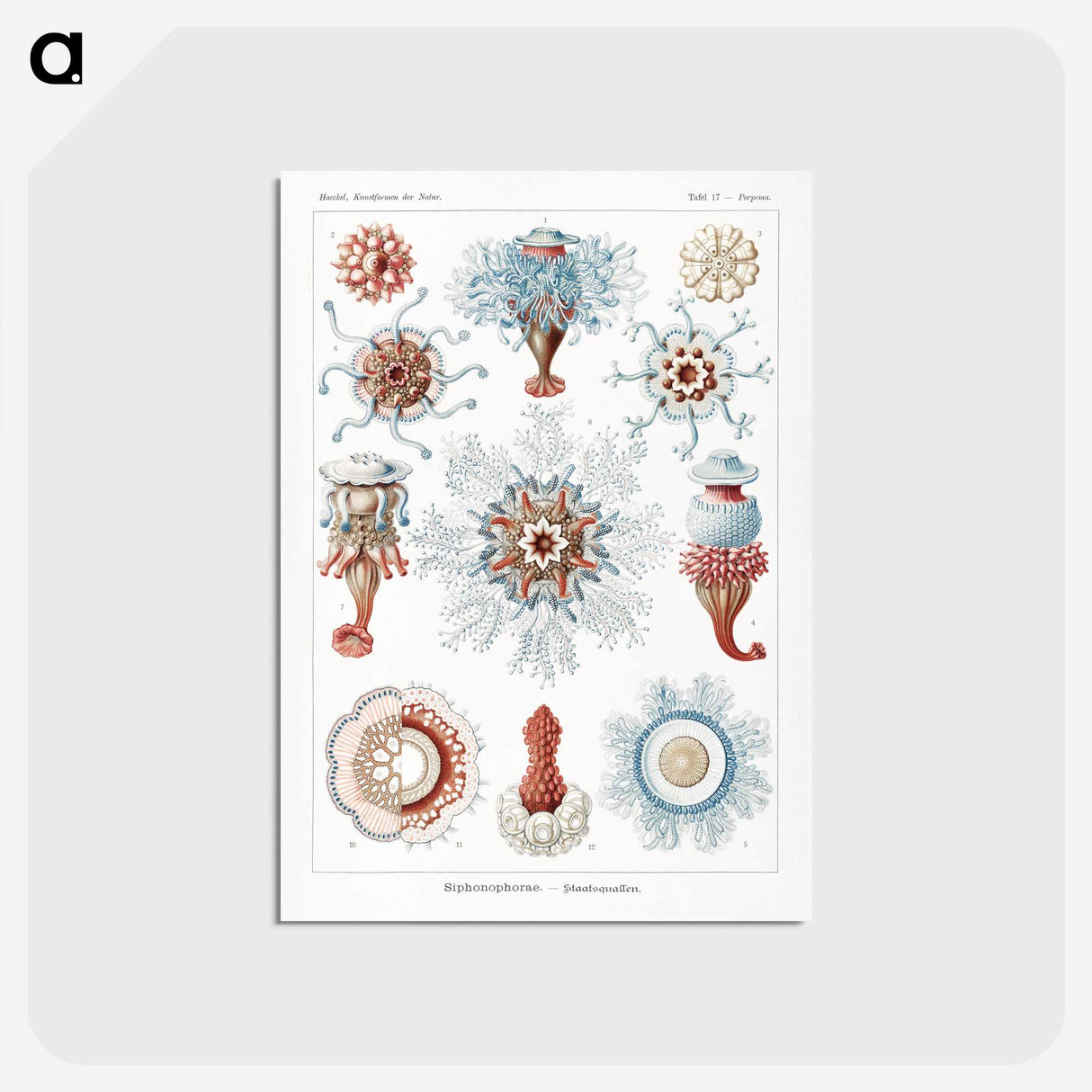 1-4_Ernst-Haeckel_postcard