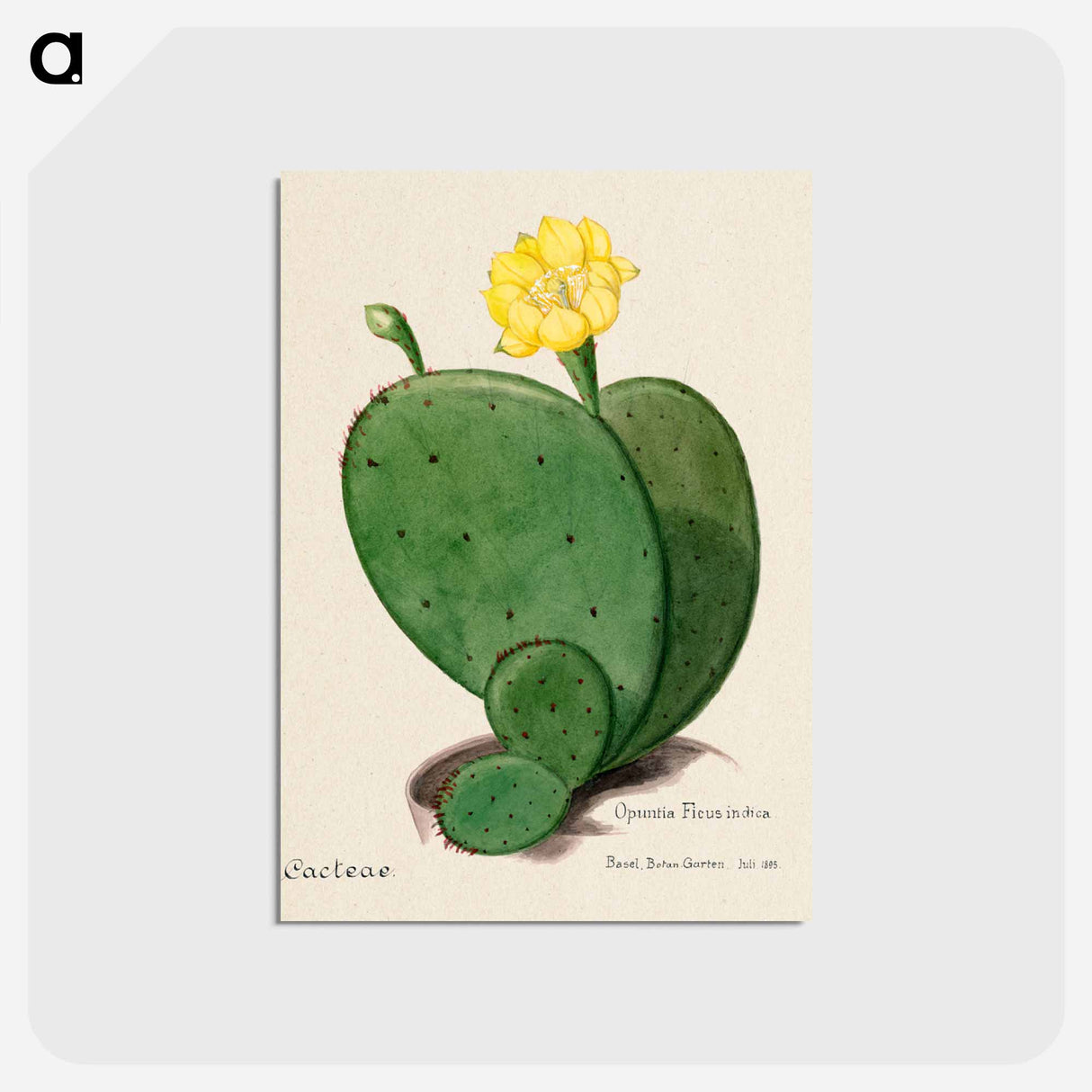 アートポストカード-Indian Fig Opuntia
- サボテン科 Postcard.