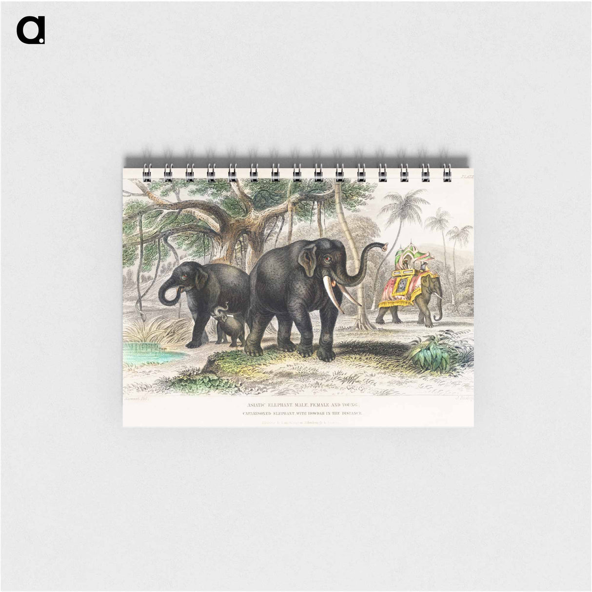 アートメモ帳-Asiatic Elephant and Caparisoned Elephant
- ゴールドスミスの生き生きとした自然 Memo.