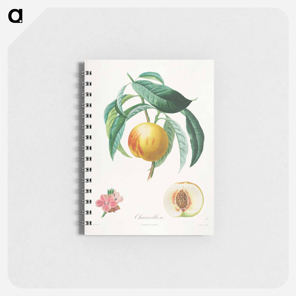 Traité des arbres fruitiers: Chancellière - アンリ ルイ デュアメル デュ モンソー Memo.