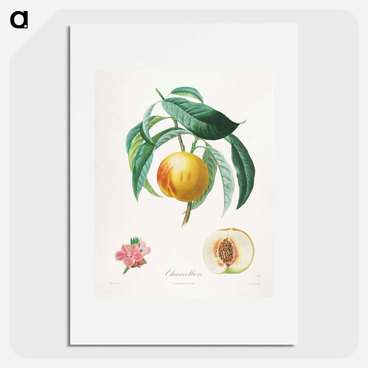 Traité des arbres fruitiers: Chancellière - アンリ ルイ デュアメル デュ モンソー Poster.