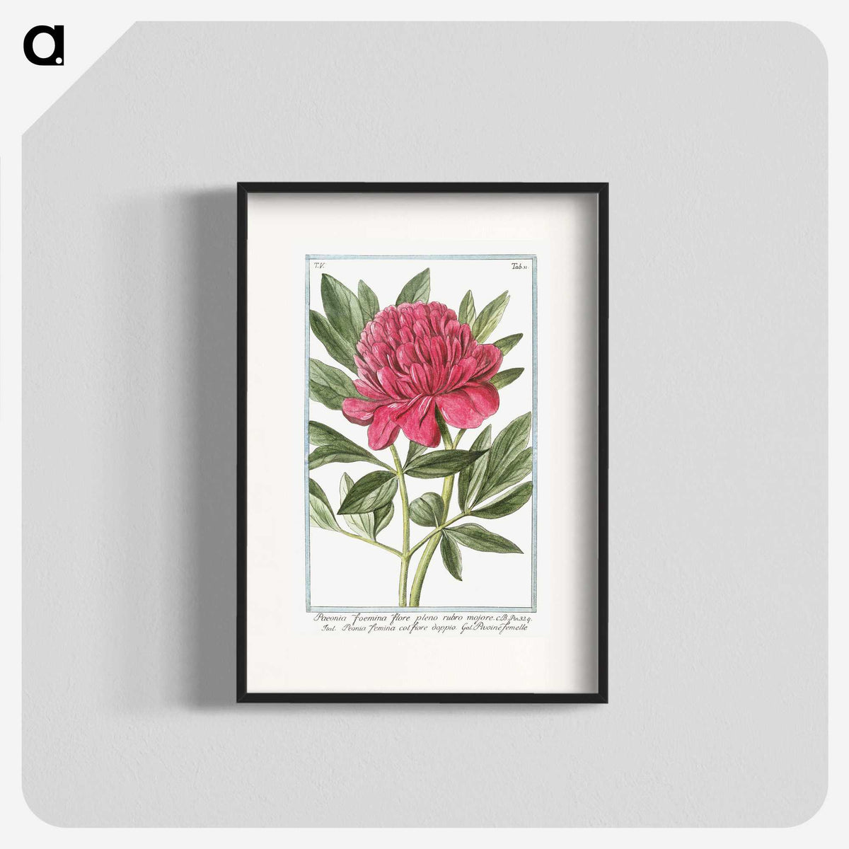1-4_Hortus-Romanus-Botanical-Plates_blk