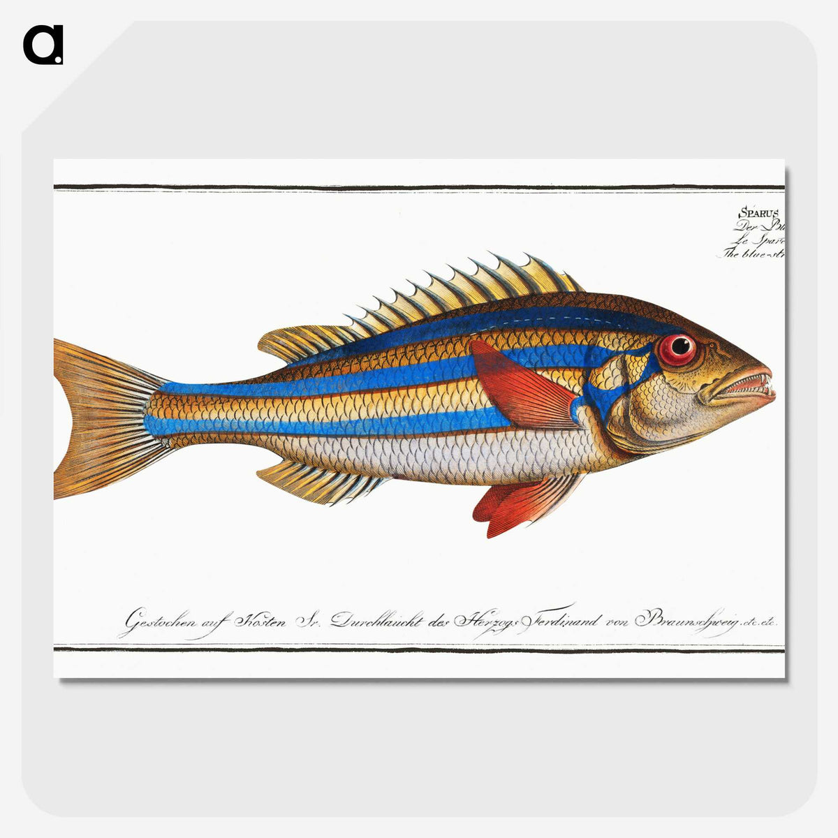 1-4_Ichtyologie-ou-Histoire-naturelle_picture-crop