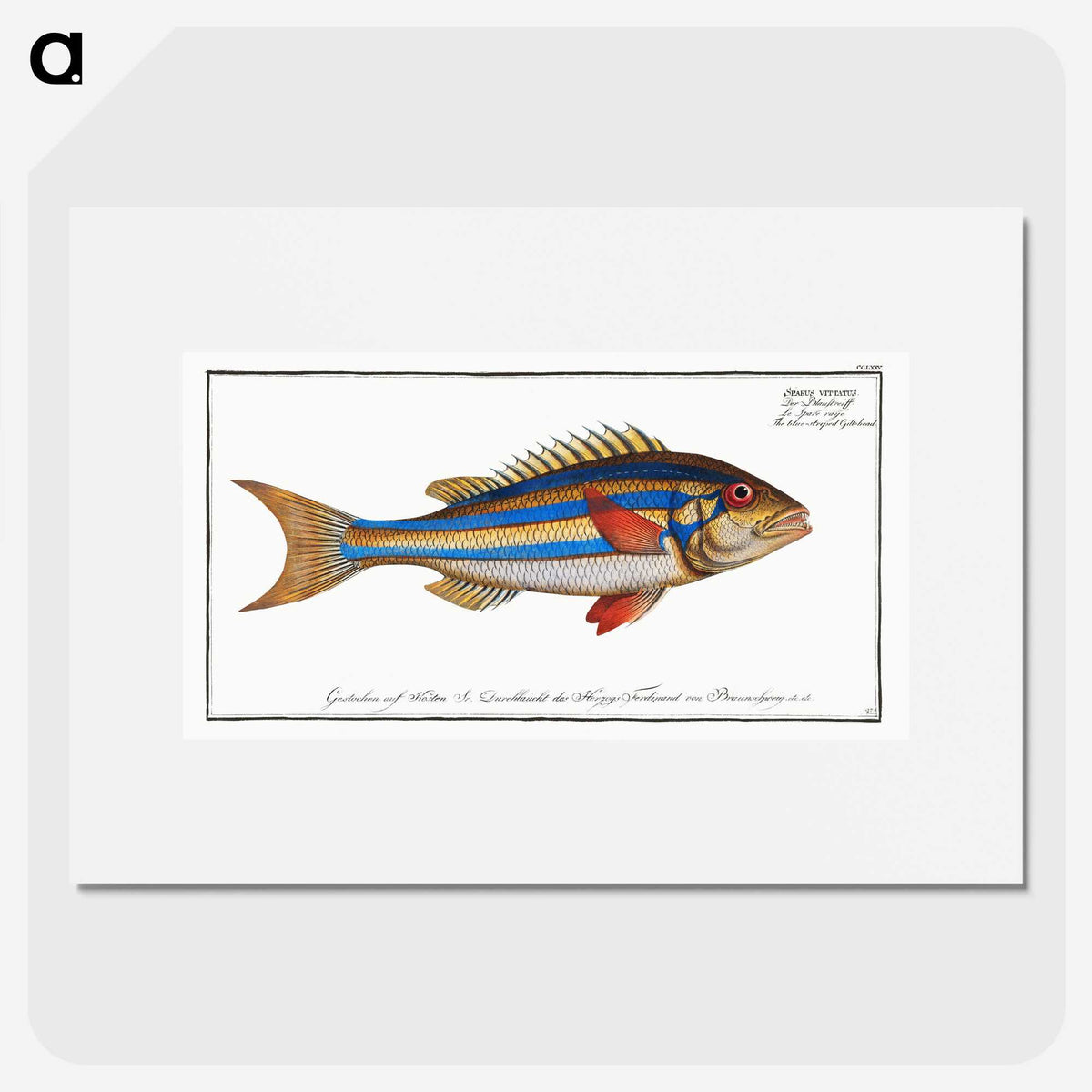 1-4_Ichtyologie-ou-Histoire-naturelle_picture