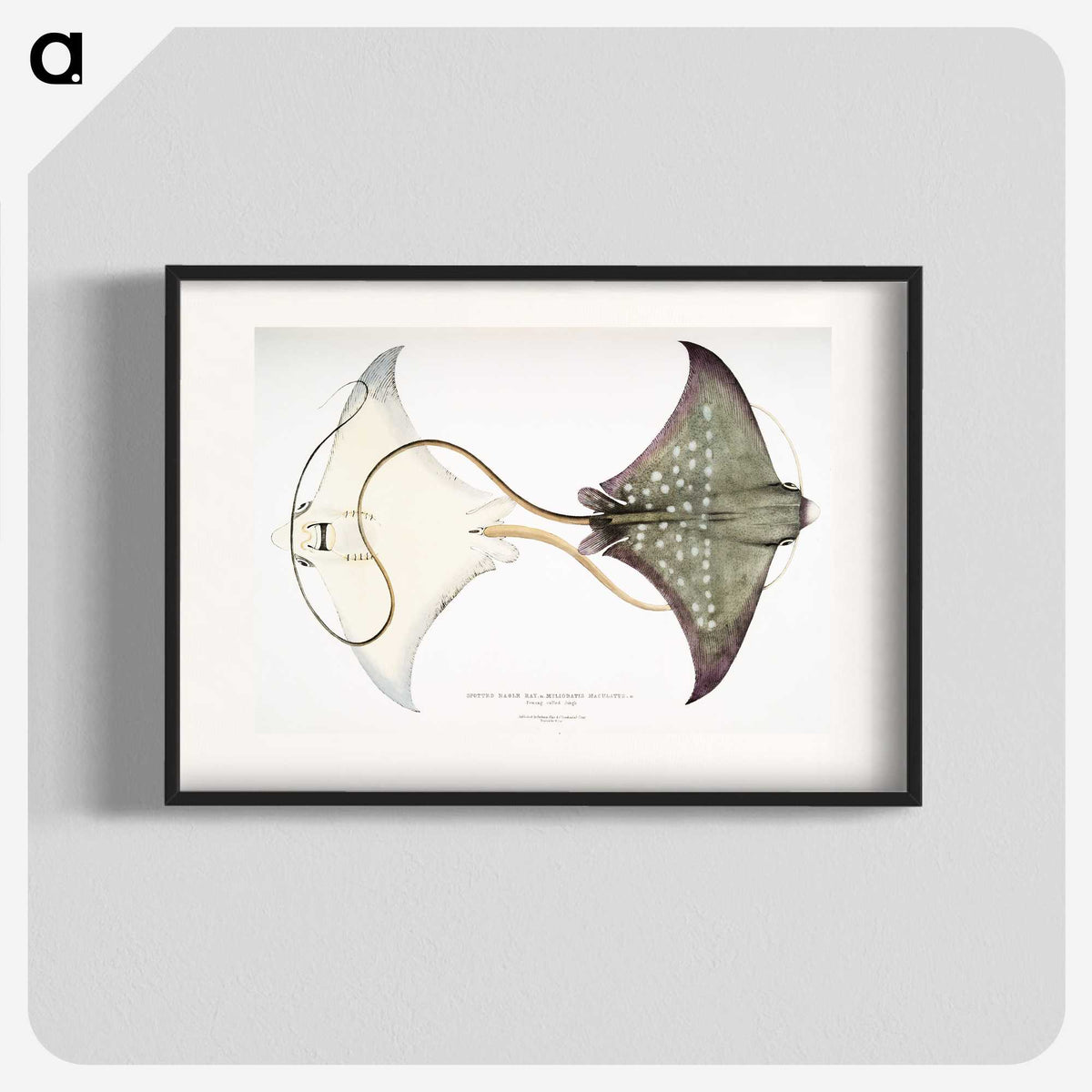 1-4_Indian-Zoology_blk