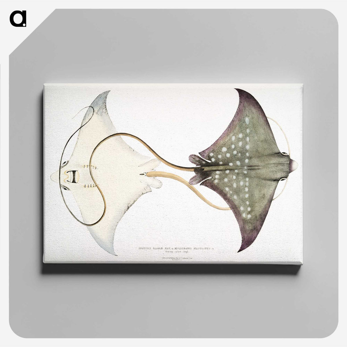 1-4_Indian-Zoology_canvas